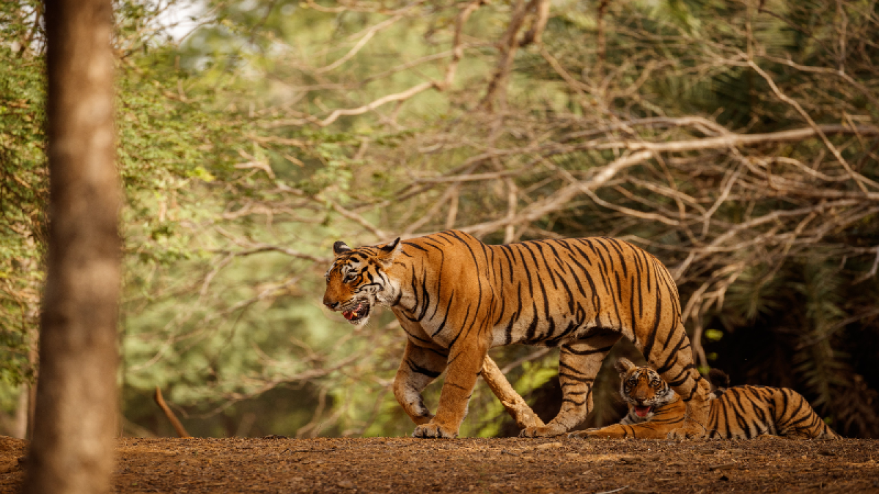 Sariska Tiger Reserve