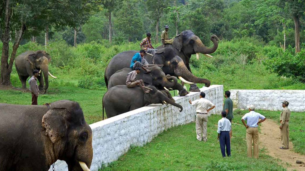 Dubare Elephant Camp, Coorg