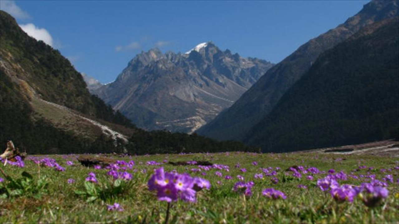 Yumthang Valley