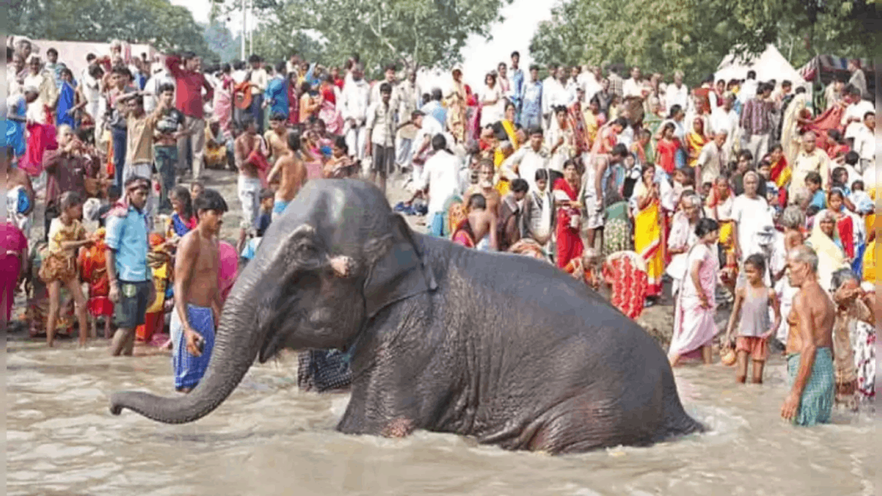 Sonepur Mela, Vaishali